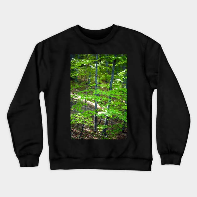 Young beech forest Crewneck Sweatshirt by naturalis